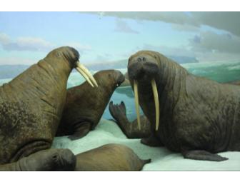 Private Tour of the American Museum of Natural History