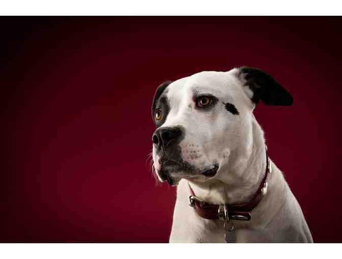 Pet Photography by Mary Small