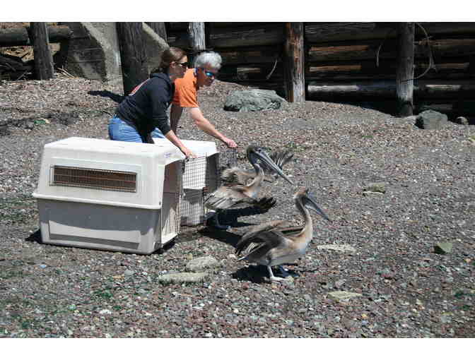 Behind the Scenes Tour of International Bird Rescue Tour & Release of Brown Pelican