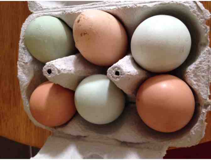 Fresh Eggs from Cecile's Chickens