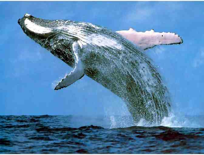 Monterey Bay Whale Watching for 2