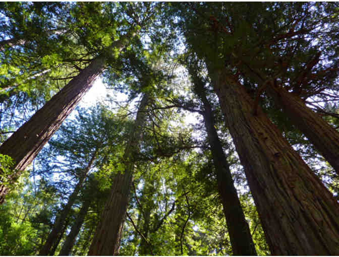 Hiking & a Picnic on Mt. Tam with Dan