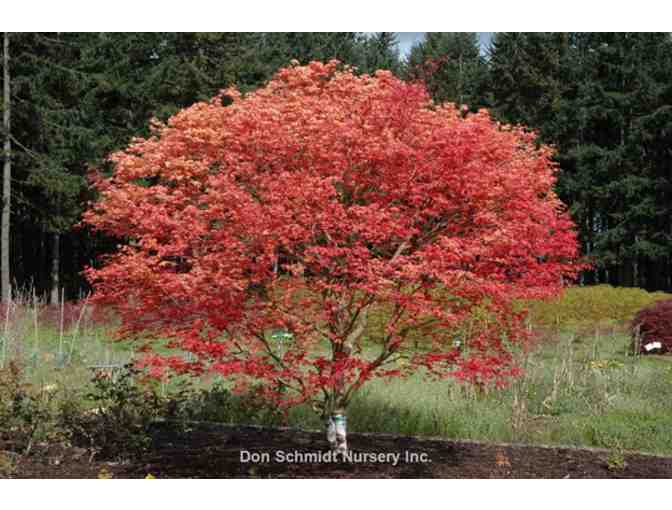 Shin Deshojo Japanese Maple