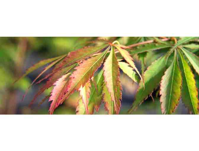 Shin Deshojo Japanese Maple
