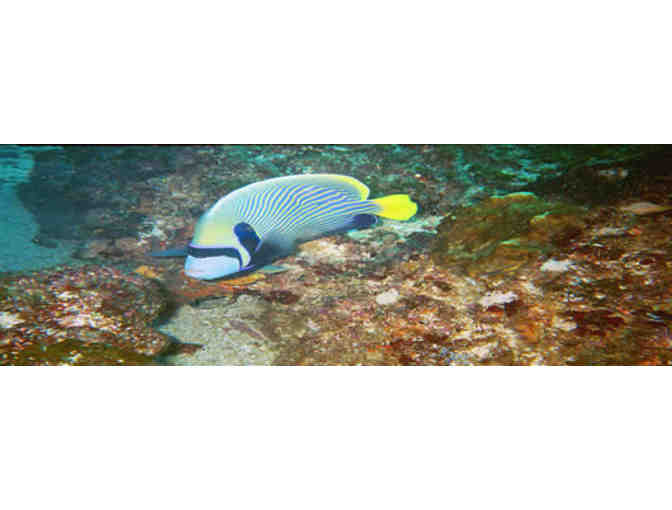 Scuba Certification at Bamboo Reef