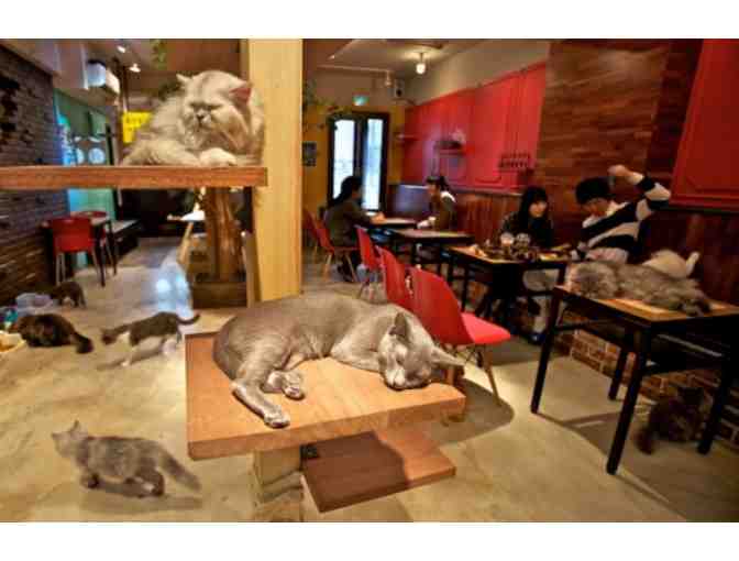 Go to the KitTea Cat Cafe with Susanne