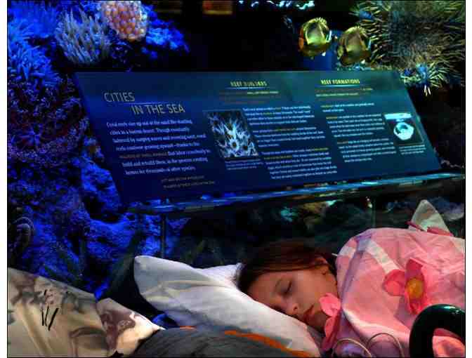 A Night at the Museum Sleepover Package for 4 at the American Museum of Natural History