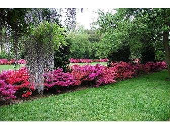 A Tree Grows in Brooklyn: Pair of Brooklyn Botanic Garden Frequent Visitor Passes