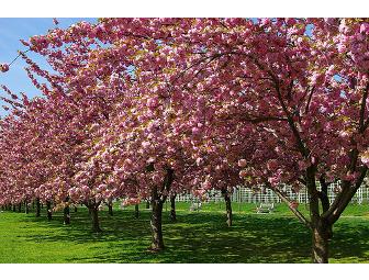 A Tree Grows in Brooklyn: Pair of Brooklyn Botanic Garden Frequent Visitor Passes