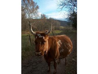 Tour for Five at Bobolink Dairy & Bakehouse, Milford, NJ