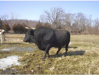 Tour for Five at Bobolink Dairy & Bakehouse, Milford, NJ