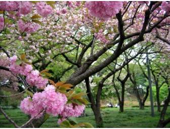 A Tree Grows in Brooklyn: Pair of Brooklyn Botanic Garden Frequent Visitor Passes