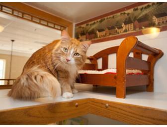 Home & Away: Deluxe Cat Accessories & Gift Card to Morris Animal Inn (Morristown, NJ)