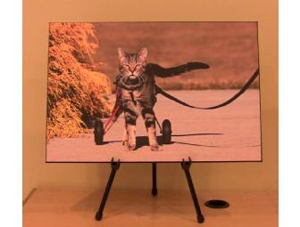 Tashi the Magnificent: Box Mount Photo of Tabby's Place's Own Tashi