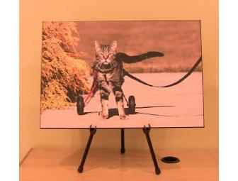 Tashi the Magnificent: Box Mount Photo of Tabby's Place's Own Tashi