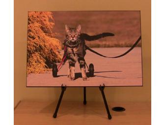 Tashi the Magnificent: Box Mount Photo of Tabby's Place's Own Tashi