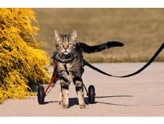 Tashi the Magnificent: Box Mount Photo of Tabby's Place's Own Tashi