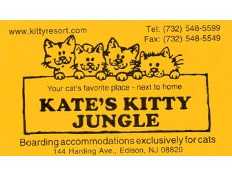 Feline Getaway: One Week Cat Boarding at Kate's Kitty Jungle in Edison, NJ