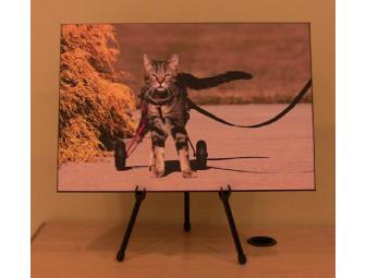 Tashi the Magnificent: Box Mount Photo of Tabby's Place's Own Tashi