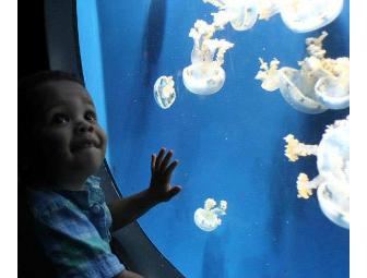 Under the Sea: Four Passes to Adventure Aquarium in Camden, NJ