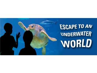 Under the Sea: Four Passes to Adventure Aquarium in Camden, NJ