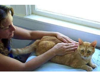 Soothe Your Sweetie: 30 Minutes of Reiki for Your Pet