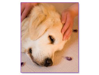 Soothe Your Sweetie: 30 Minutes of Reiki for Your Pet