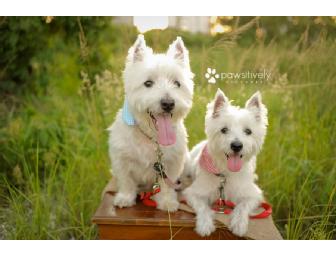 Pet Photography On Location Mini Session