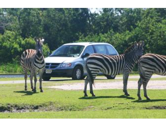 Drive Yourself Wild at Lion Country Safari!