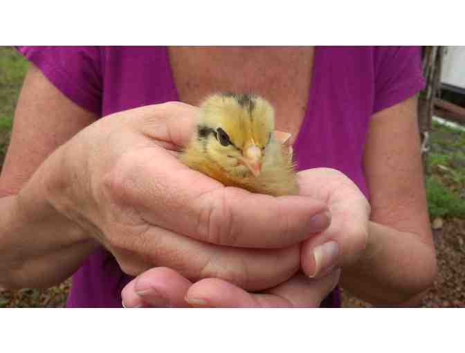 Old McMickys Farm Tickets