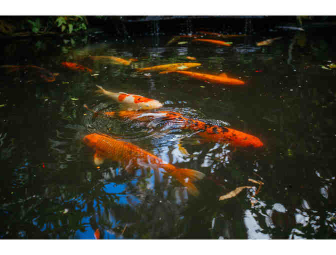 Sunken Gardens Family Four-Pack