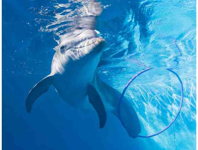 Clearwater Marine Aquarium Tickets