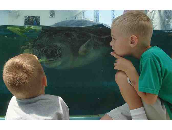 Clearwater Marine Aquarium Tickets