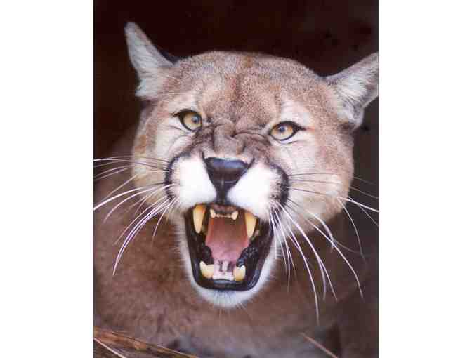 Big Cat Rescue Tickets