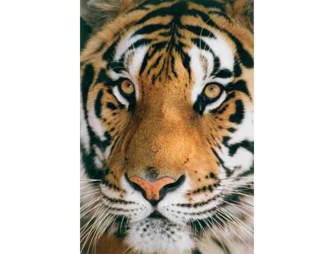 Big Cat Rescue Tickets