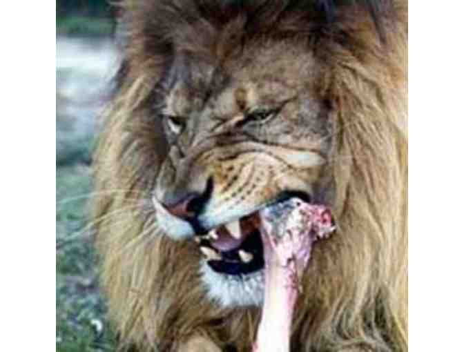 Big Cat Rescue Feeding Tour for Two