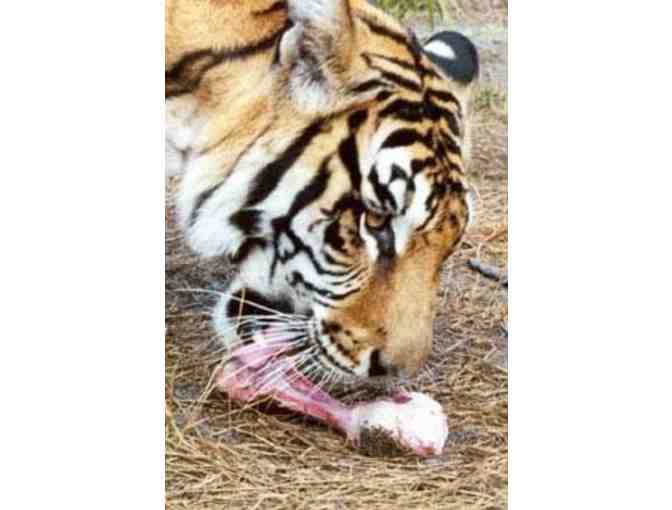 Big Cat Rescue Feeding Tour for Two
