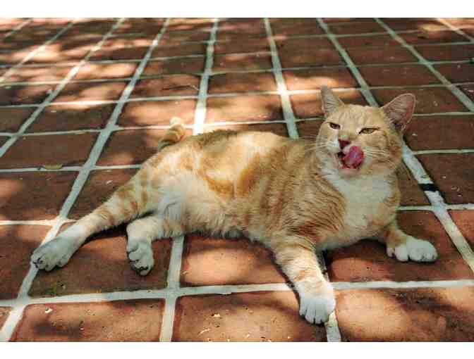 Hemingway Home and Museum Tickets