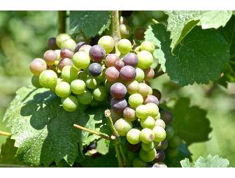 Private Wine Tour and Tasting for ten at Westport Rivers Vineyard and Winery