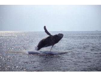 Four Passes to a High-Speed Catamaran Whale Watch
