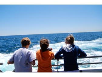 Four Passes to a High-Speed Catamaran Whale Watch