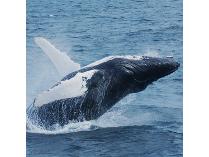 Private Whale Watching Trip for up to 275!