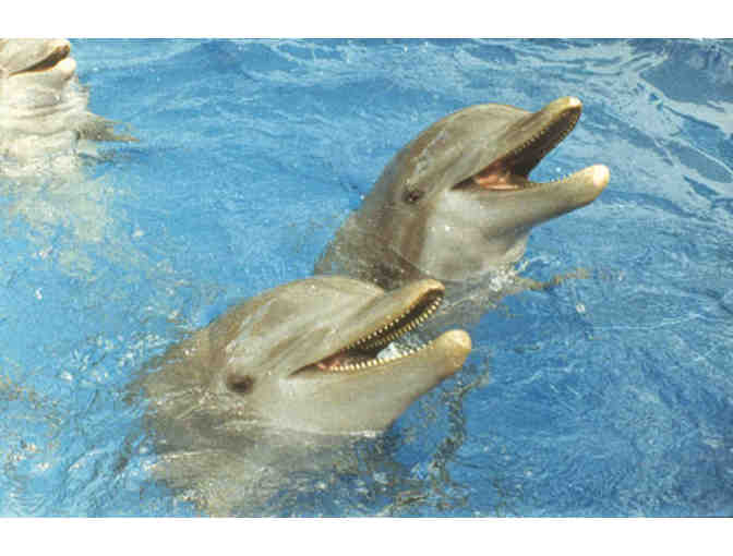 Miami Seaquarium - Two (2) Dolphin Encounter Gift Certificates