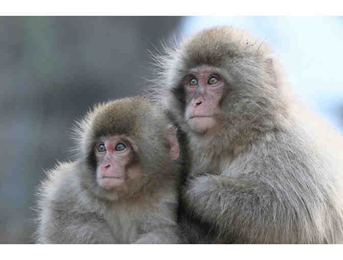 Monkey Jungle - One (1) Family Pass