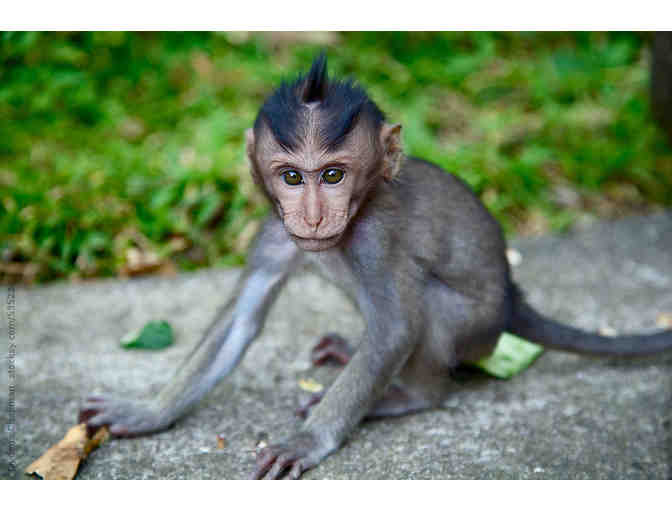 Monkey Jungle - One (1) Family Pass