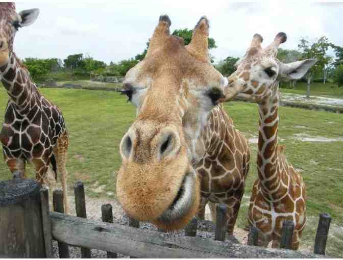 Zoo Miami - Four (4) Passes to the Zoo