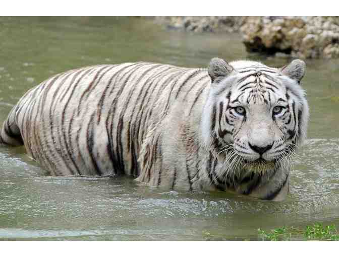 Zoo Miami - Four (4) Passes to the Zoo