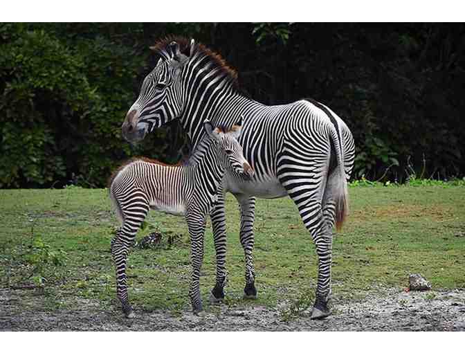 Zoo Miami - Four (4) Passes to the Zoo