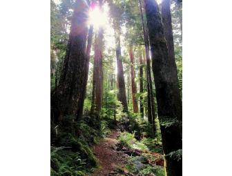 Half-Day Ecotour for 2 - Olympic National Park