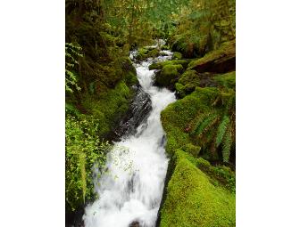 Full-Day Combo Ecotour for 2 - Olympic National Park